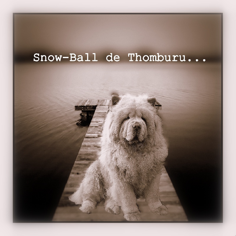 Snow-ball de thomburu