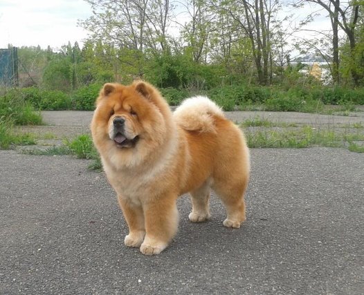 Cheyenne du Kiang Ti-Ho