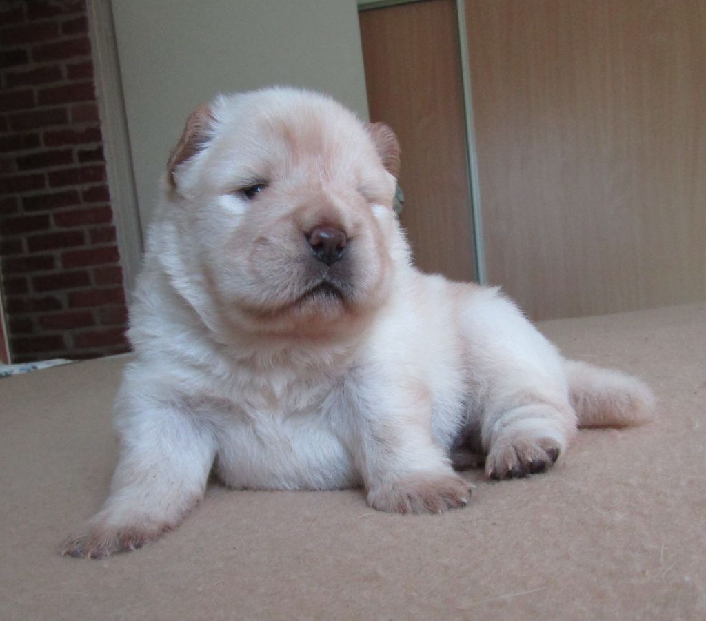 CHIOT