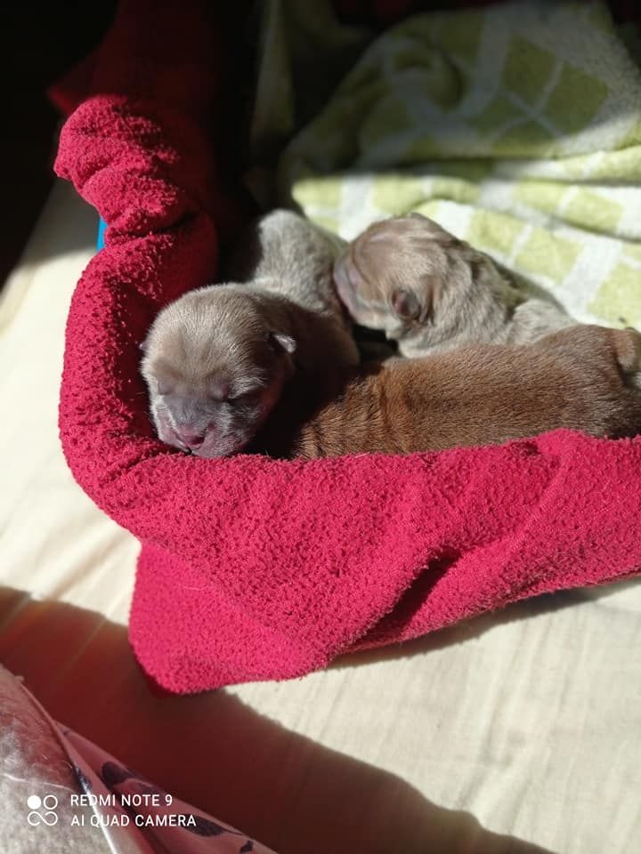 Chiot Chow Chow du Kiang Ti-Ho